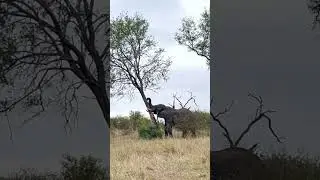 Elephant Shows Its Incredible Strength Pushing Over Tree