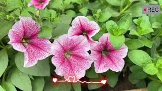 Truyện ngôn tình - SÂN TRƯỜNG KỶ NIỆM - Truyện đêm khuya hay nhất