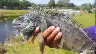 Catching Wild Leapard Iguana Morph And Baby Iguanas in My Backyard! Florida Iguana Hunting!