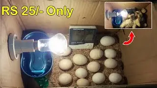 How to Make Homemade Egg Incubator From Paper box | Cardboard Box Incubator | Ashna Pets TV