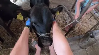 Wiązanie byków z luzu