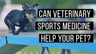 What does sports medicine look like in veterinary medicine