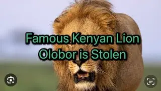 Breaking News | Famous Kenyan lion Olobor is missing | Save Wildlife | Save Lions | Wildlife News