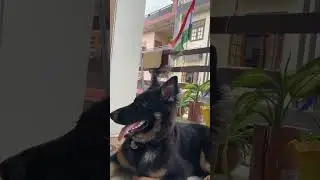 75th Independence Day Special | Rocky Enjoying the wind! #gsdpuppy #independenceday #india75