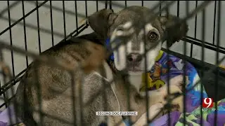 Local Veterinarian Gives Advice To Pet Owners After 2nd Canine Flu Outbreak