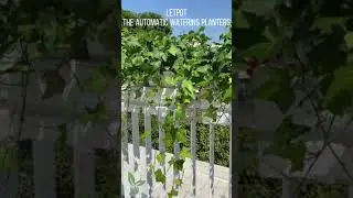DIY your self watering system with LetPot MP1