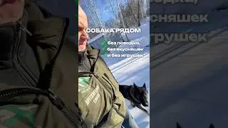 Собака тянет ❌ поводок: как ещё бывает | послушная собака ✅