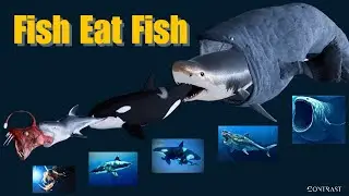 Fish Eat Fish | 3D Animation Comparison