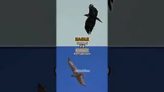 Eagle vs Hawk
