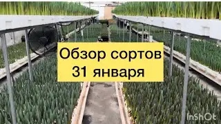 ОБЗОР СОРТОВ. 31 января. Выгонка тюльпанов к 8 марта