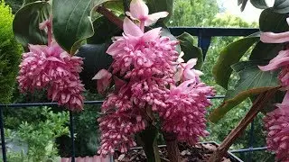 Цветет мединилла