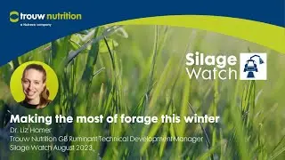 Silage Watch August 2023: Making the most of forage this winter