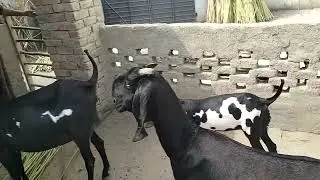 Beetle bakriyon ka shok The love #beautifullgoats the video Qari Abbas ka shauk
