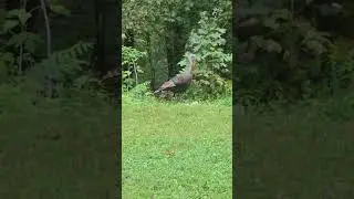 Video of turkeys outside PVML  Lodge Lower Level Apartment #hudsonriver #hudsonrivervalley #nature