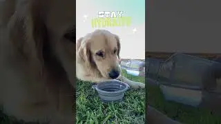 The Best Silicone Travel Dog Bowl for Dog Walking