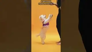 Why Do Dogs Wag Tails?