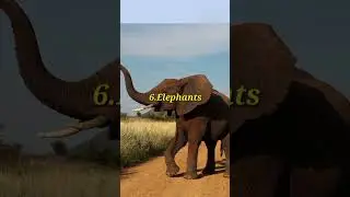 Top 10 Most Intelligent Animals in the World #intelligence #intelligent #intelligentanimals #animals