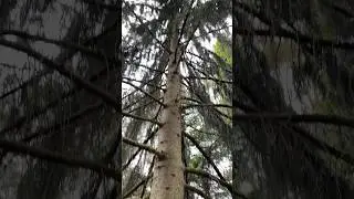 FOREST MAGIC #weepingspruce #trees #forestrelaxation #tree