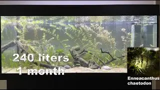 Ep.2 Blackbanded sunfish - No CO2, No ferts 64 gallon tank (FIRST MONTH)