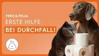 DURCHFALL bei Hund und Katze &ndash; Erste Hilfe & wichtige Tipps vom Tierarzt