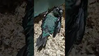 turquoise green cheek conure