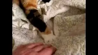 Chloe Moves the Hooman Hand