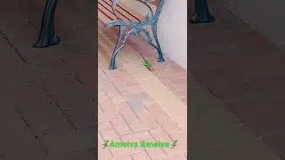 Ameiva Ameiva
