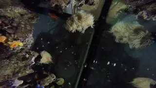 Asterina starfish great addition to cleanup crew and not coral eating (in this case)