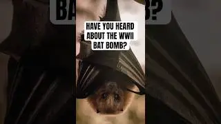 What was the BAT BOMB? #shorts #ww2 #history