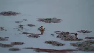 Occidozyga lima (Rough-skinned Floating Frog) calling