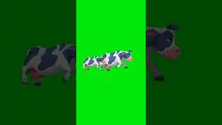 Cow green screen VFX | Chroma Key #shorts