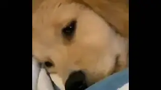 He's too sad because he lost his toy @ Bivalium Cute Animal Il est trop tristre