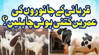 Qurbani Ke Janwar Ki Umar Kitni Ho -  Qurbani Kay Masail