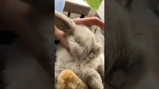 Pure Relaxation: A Bunny&rsquo;s Spa Day 🤍🐰👯 #subscribe