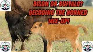 Bison vs. Buffalo: Decoding the Horned Mix-up!