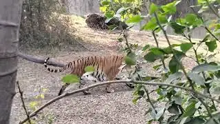 Tiger Katraj zoo park Pune