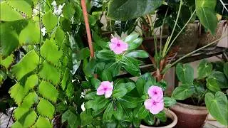 Madagascar or Rosy Periwinkle (Catharanthus roseus) | Nov 16, 2018 | Timelapse