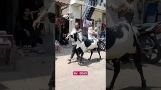 Mashallah biggest punjabi bakra, Full active bakra, heaviest Punjabi bakra, bakra mandi 2023.#bakra
