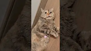 Котомафия создаёт Мерч с миссией - помочь животным. Скоро все &laquo;Наши&raquo; смогут в жизни узнавать &laquo;Своих&raquo;