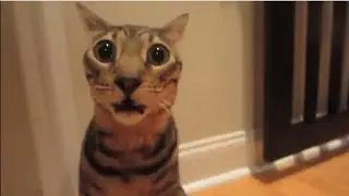 goofy ahh shocked cat 🙀🙀🙀(original video)