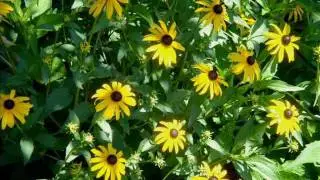 I Guess You're Everywhere ~ Patty Ann Smith (original)