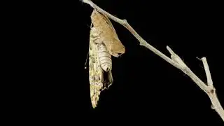 Cocoon Butterfly Time Lapse - No copyright