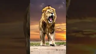 LION KING🦁👑 #Theworldframe #youtubeshorts #shortsvideo