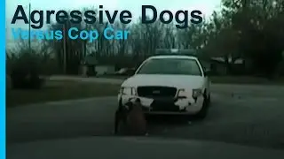 Agressive Bull Dogs Vs  Cop Car