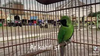 Cucak ijo full tembakan