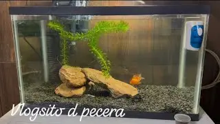 Vlogsito de pecera 
