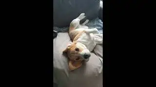 Cute beagle lying funnily on her back
