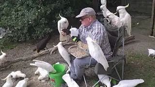Feeding wild cockatoos in Sydney, Australia 
