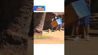 Box 🎁 prank dog Waiting for end😮 dog funny video #pranks #funny #dogprank #faketigerprank #animals