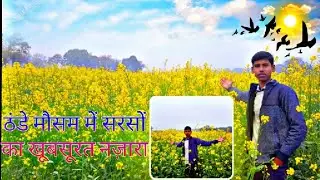 ठंडे मौसम में सरसों का खूबसूरत नजारा ❤️A beautiful view of mustard fields in cold weather.